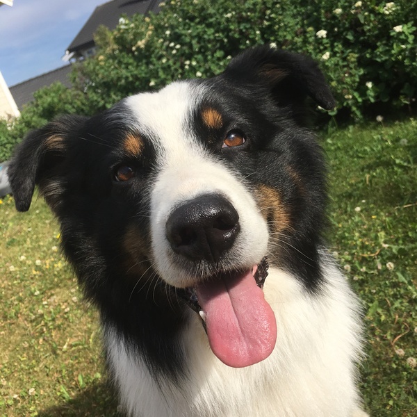 To think Mumsnet don’t approve of any dog?