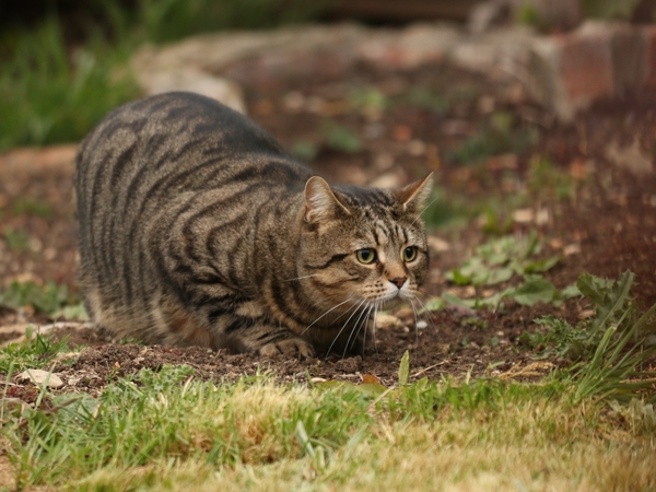 Tabby appreciation thread (with pics)