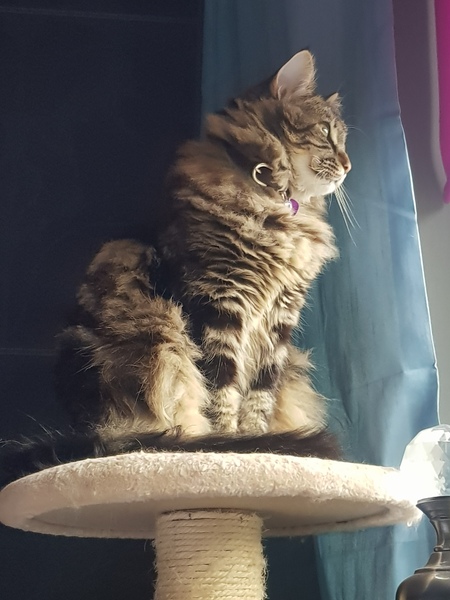 To think my new kitten is far too Cute?