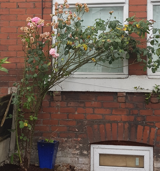 Rose advice needed