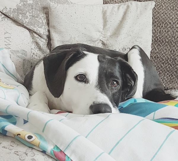 To think Mumsnet don’t approve of any dog?
