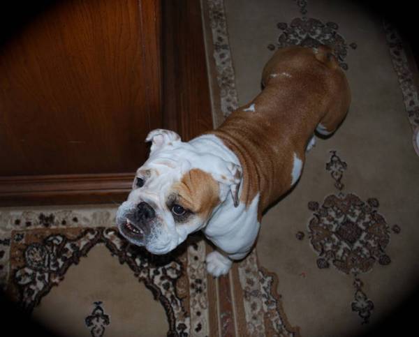 English bulldog for active ish family?