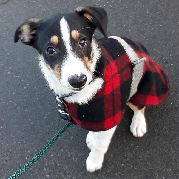 General Dog Chat Part III