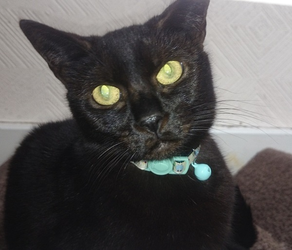 Happy Black Cats Appreciation day!