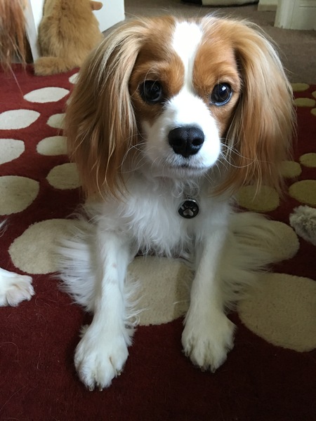Is my dog the cutest??