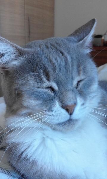 Tabby appreciation thread (with pics)