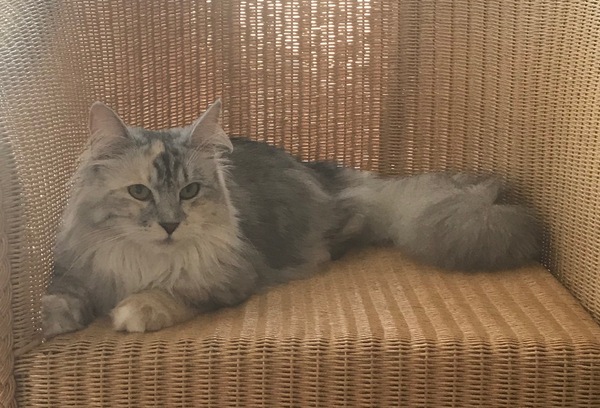 Introducing Cheddar