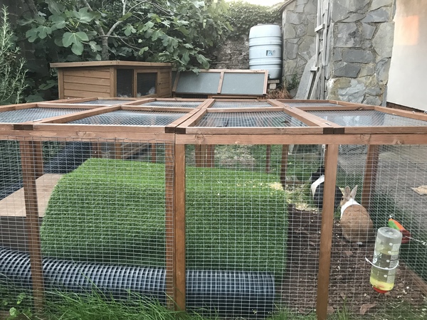 Rabbits suddenly digging like maniacs!