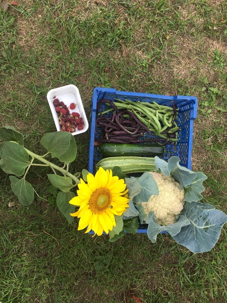 Allotment/Veg Patch Thread 12! Plotmenters hoping for better weather