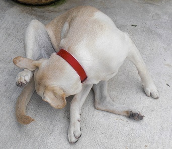 To find dogs licking people’s faces a bit grim?