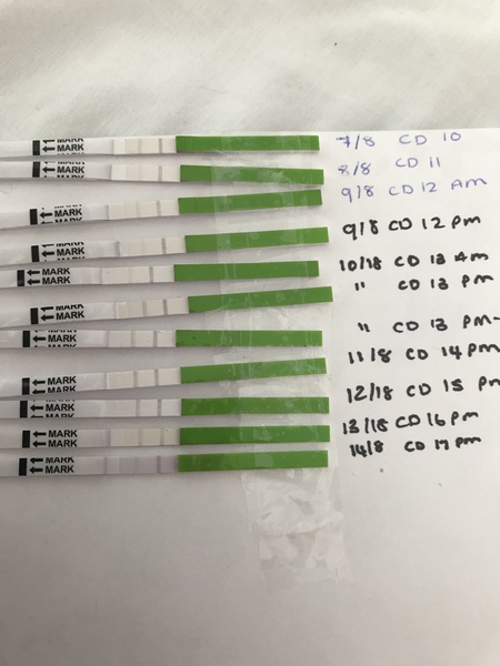 Opk ... which day did I ovulate?
