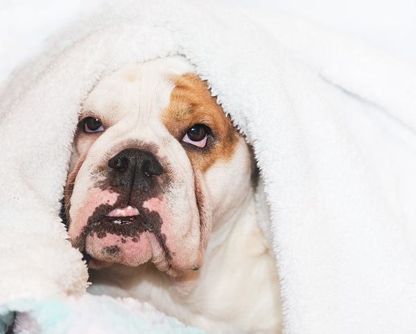 To think Mumsnet don’t approve of any dog?
