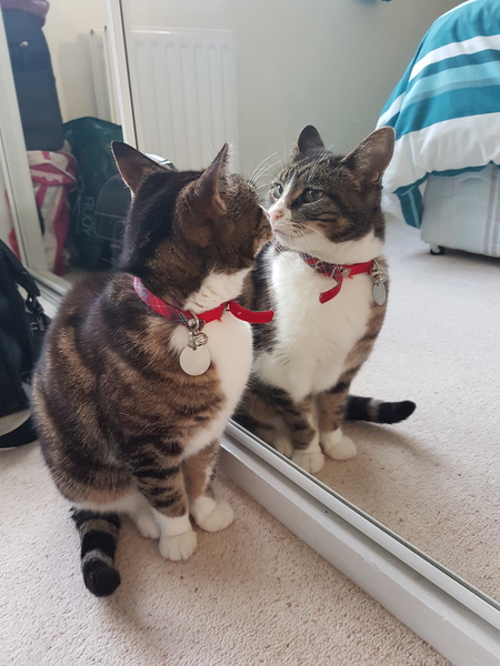 Tabby appreciation thread (with pics)