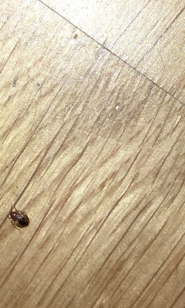 Is this a bed bug?!