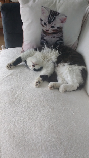 What's your DCat up to today? (Thread 7!)