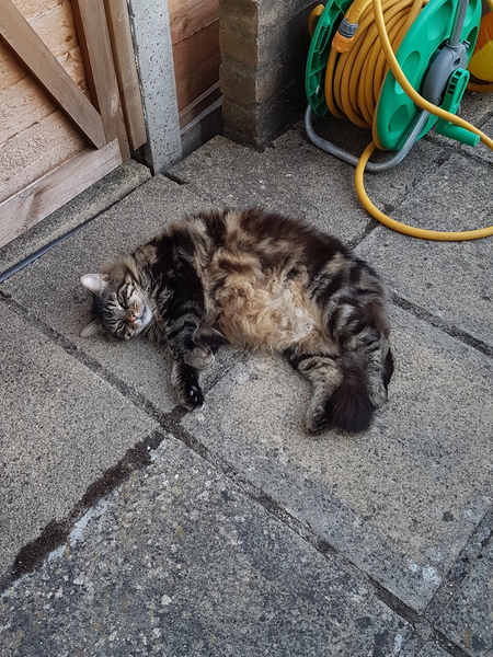 Tabby appreciation thread (with pics)