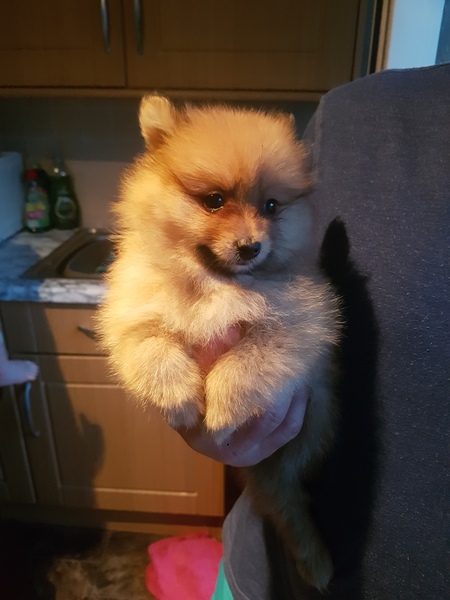 Help me name this ball of fluff!!!