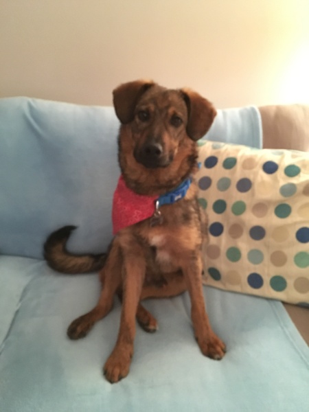 Please share your dog rescue/adoption success stories.
