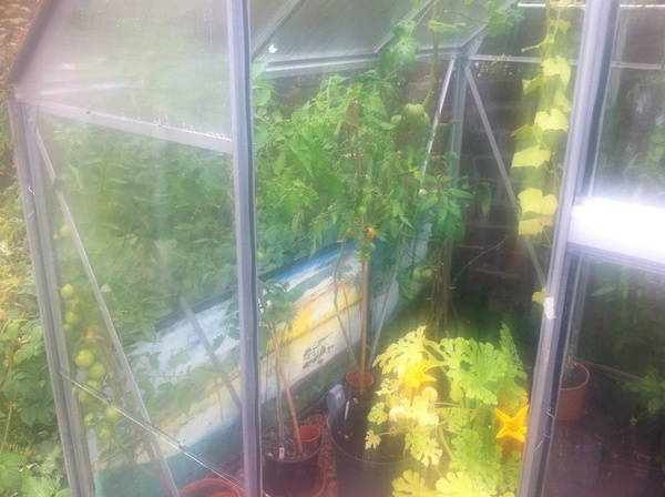 Allotment?Veg Patch Thread 13! Are we weathering the weather?