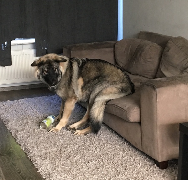 Funny pets