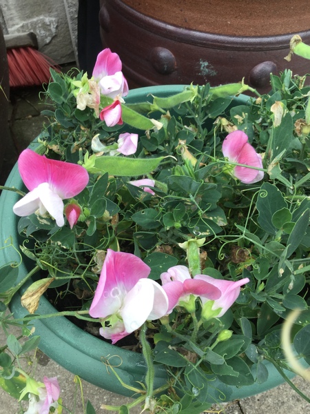 What is your favourite plant/flower?Houseplant or otherwise? Photos would be lovely.
