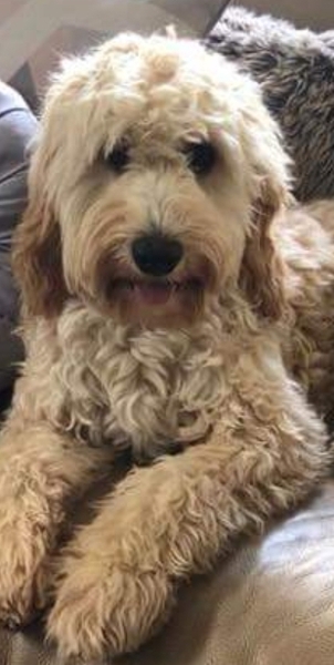 To think Mumsnet don’t approve of any dog?