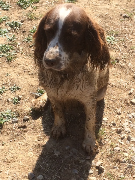 Springer spaniel owners
