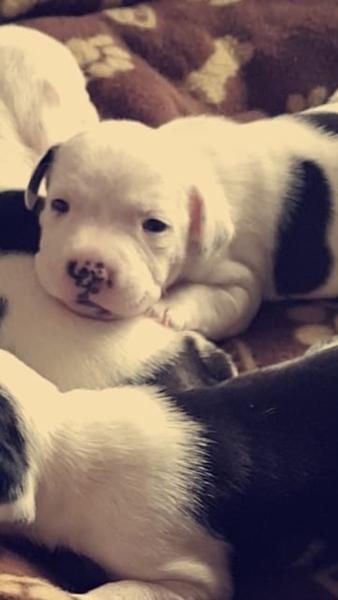 New puppy. Help me name him please (photo)