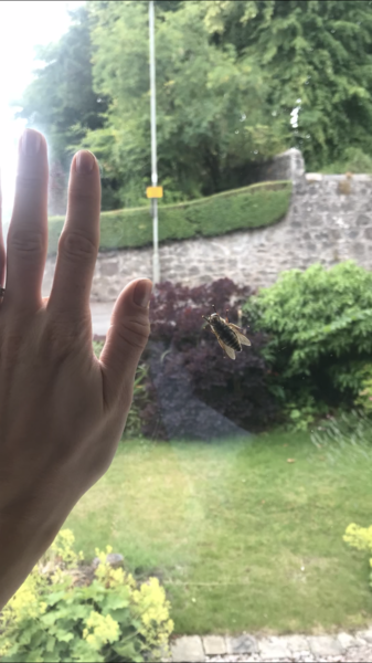 I just got stung by a wasp!