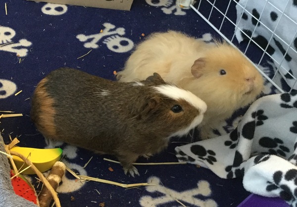 Rats or guinea pigs for Christmas?