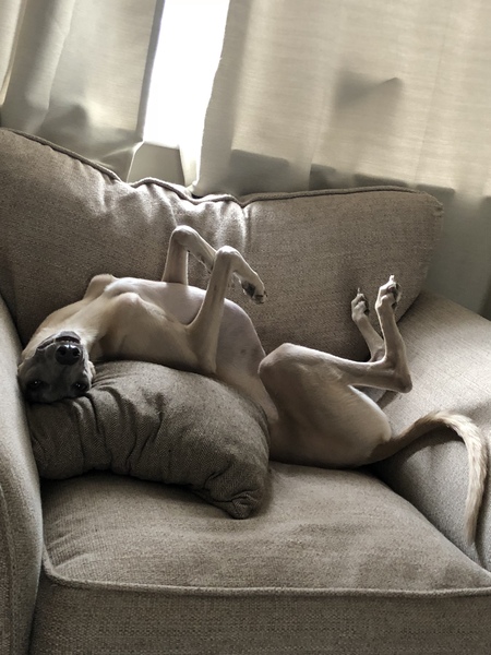 To think Mumsnet don’t approve of any dog?