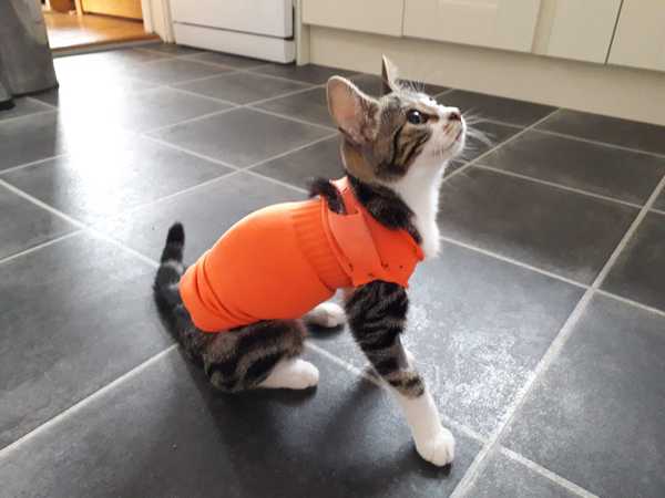 Tabby appreciation thread (with pics)
