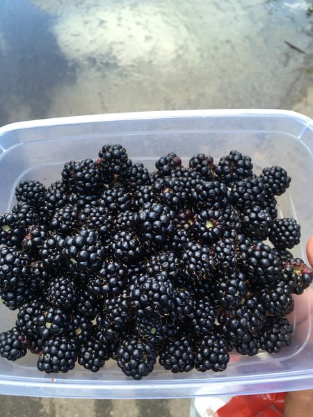 To still go blackberrying?!