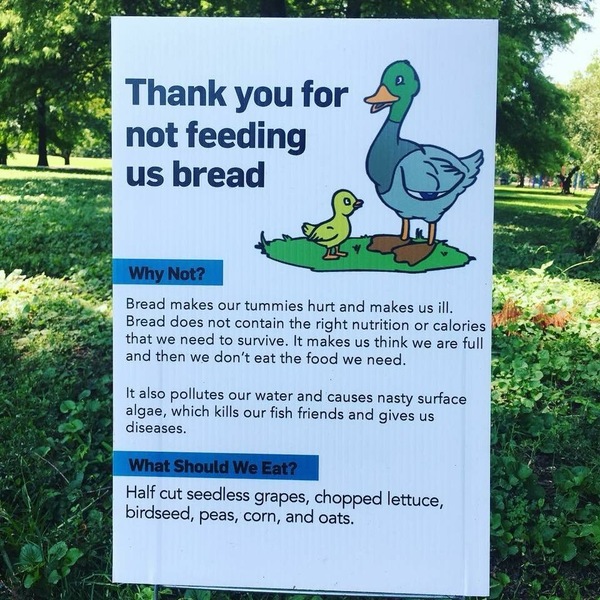To think it's OK to feed bread to ducks/swans/geese