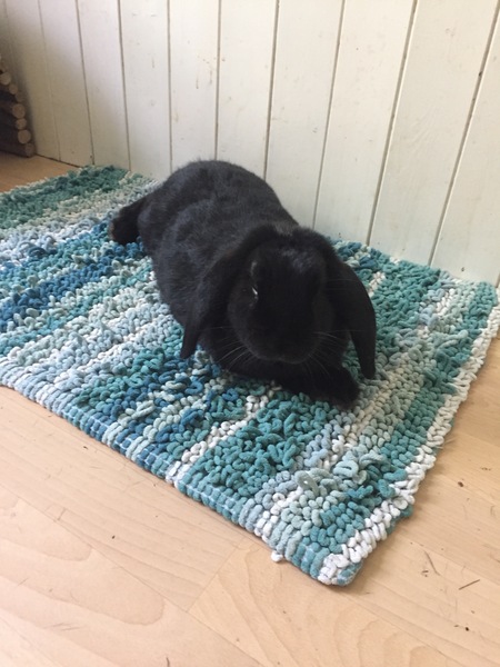 Moving indoor rabbits outdoors (shed)
