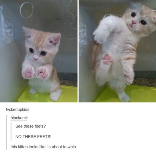 Kitten viewing today and getting cold feet!