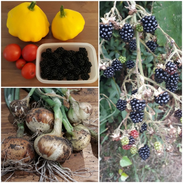 Allotment?Veg Patch Thread 13! Are we weathering the weather?