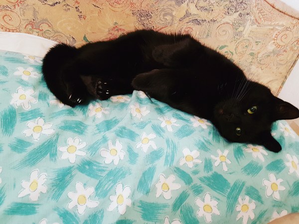 Happy Black Cats Appreciation day!