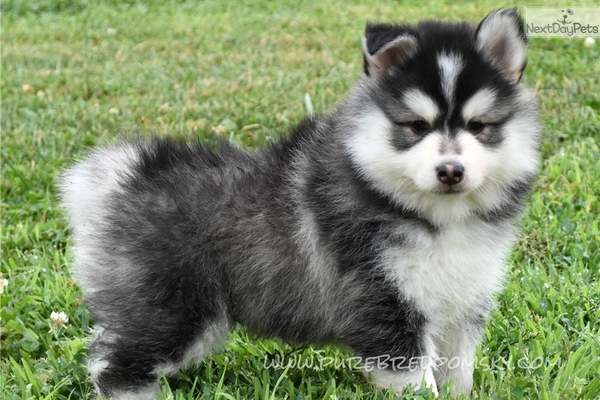 What crossbreed dogs would you like to see ?
