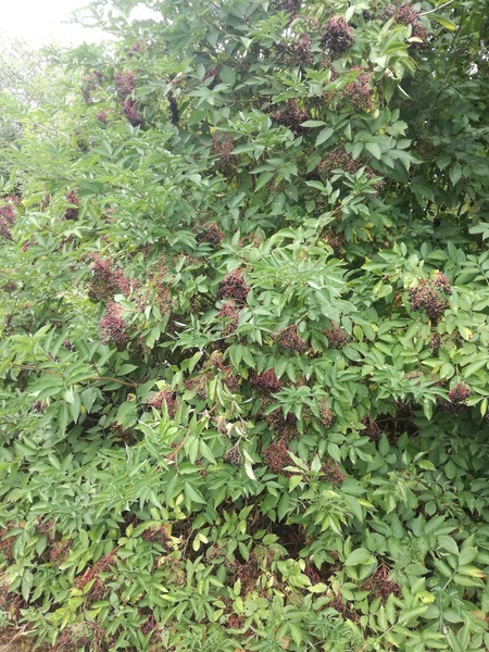 Help me identify...