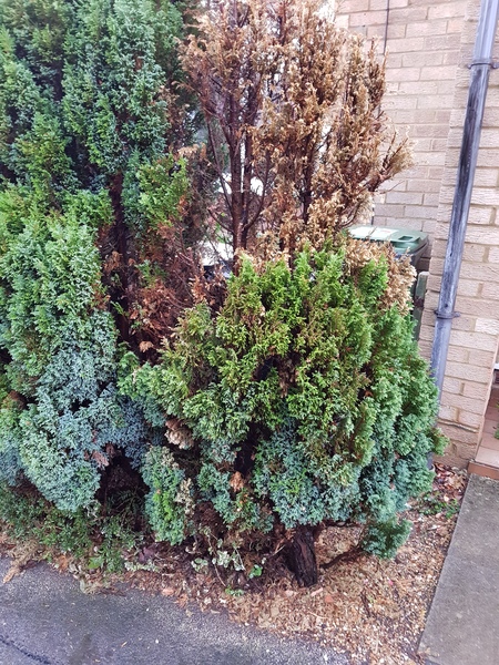 Please help tree dying top down