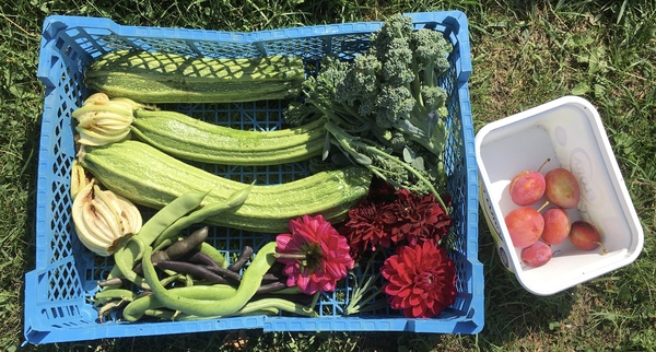 Allotment/Veg Patch Thread 12! Plotmenters hoping for better weather