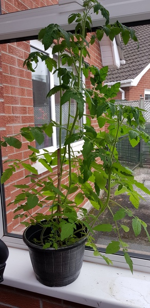 Cherry tomato plant