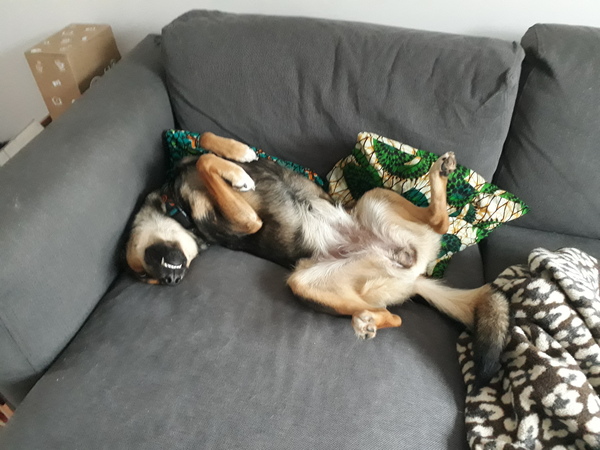 General Dog Chat Part III