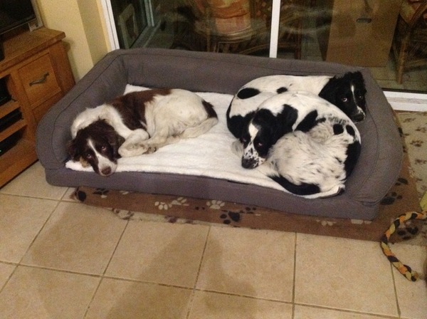Springer spaniel owners