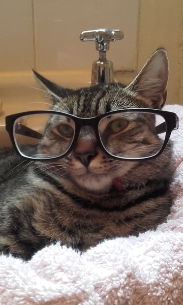 My cat only eats the gravy on pouch food Why?