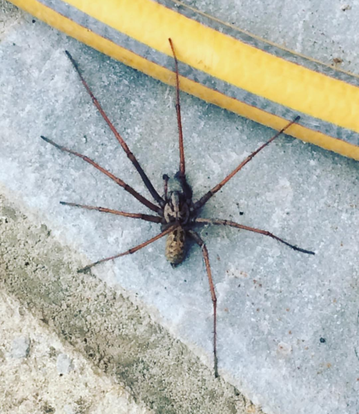 Fucking spiders!!!!!