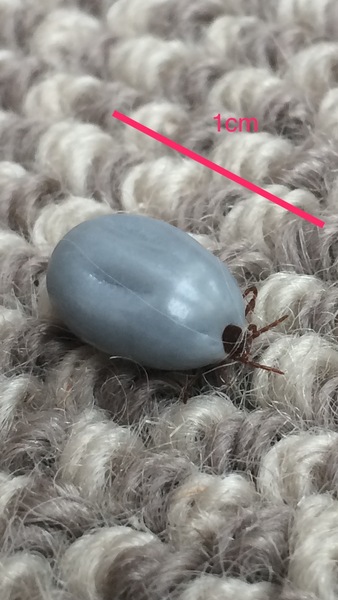 To remind you, especially in the holidays, about b******* ticks?!