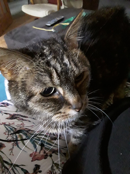 Tabby appreciation thread (with pics)