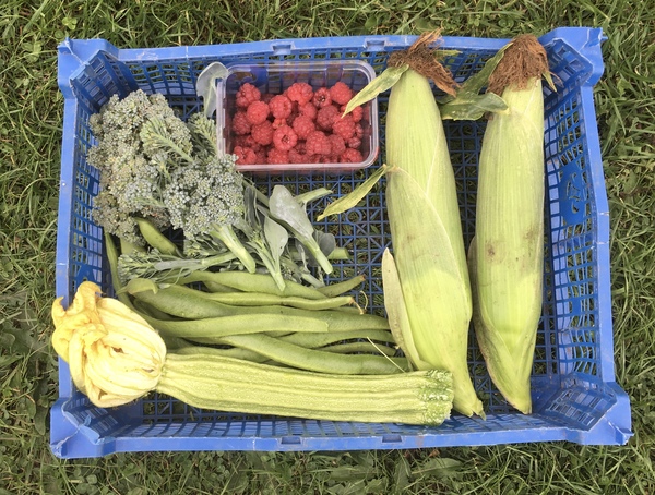 Allotment?Veg Patch Thread 13! Are we weathering the weather?